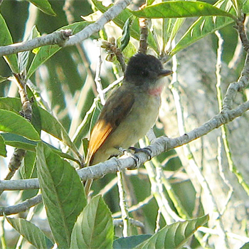 Rose-throated Becard
