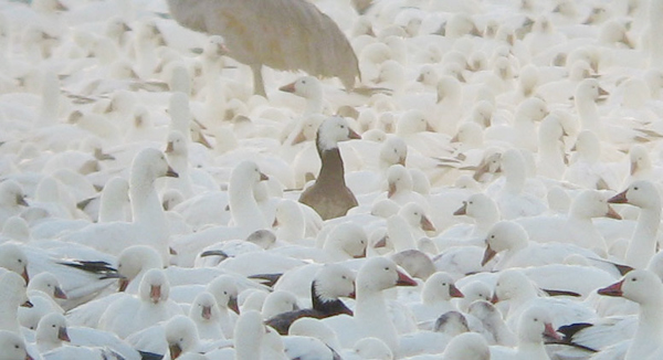 Ross's Geese