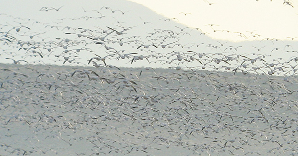 Snow and Ross's Geese