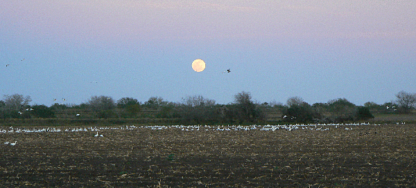 Snow and Greater White-fronted Geese