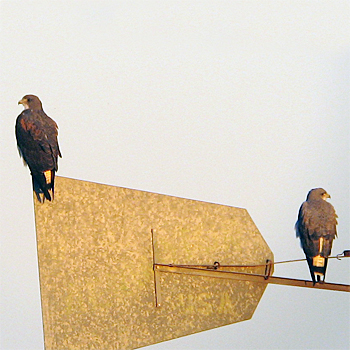 White-tailed Hawks