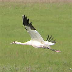 Whooping Crane