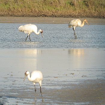 Whooping Cranes