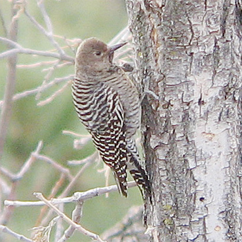 Williamson's Sapsucker