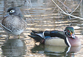 Wood Duck