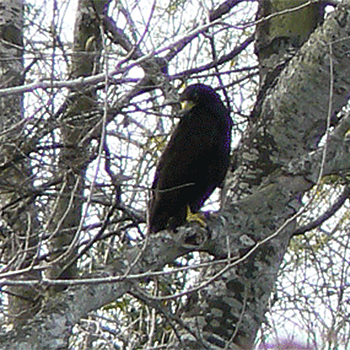 Zone-tailed Hawk