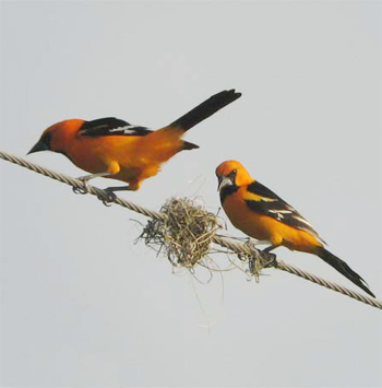 Altamira Orioles