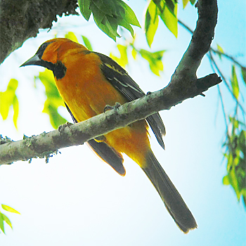 Altamira Oriole