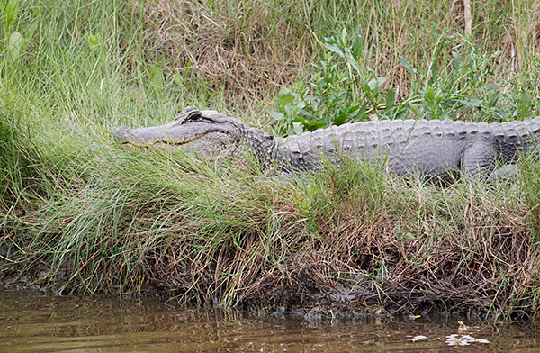 American Alligator