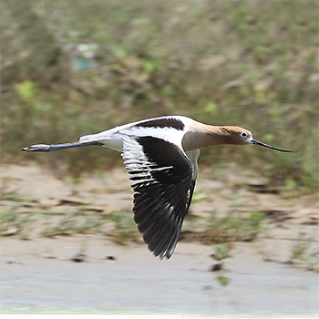 American Avocet