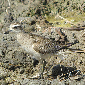 American Golden-plover