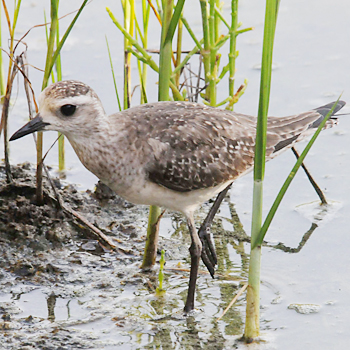 American Golden-plover