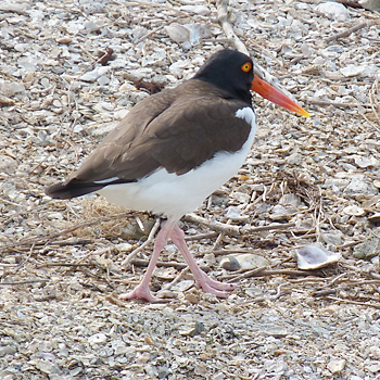 American Oystercatcher