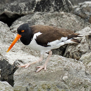 American Oystercatcher