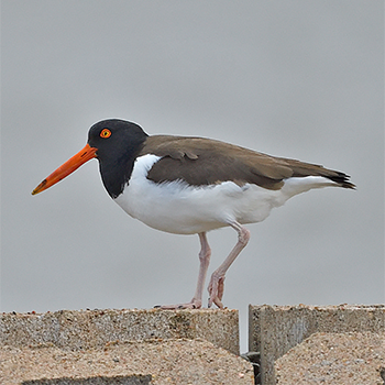 American Oystercatcher