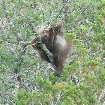 American Porcupine