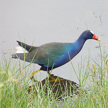 Purple Gallinule