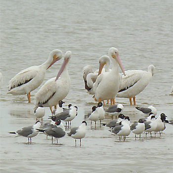 American White Pelicans and Laughing Gulls