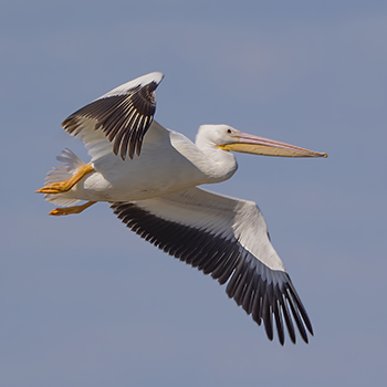 American White Pelican