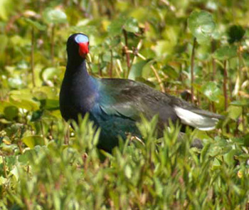 Purple Gallinule