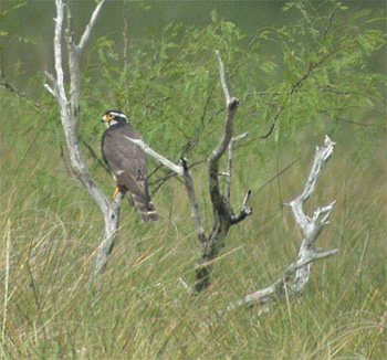 Aplomado Falcon