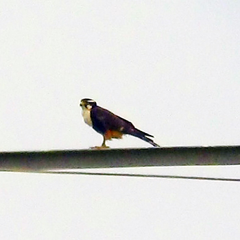 Aplomado Falcon