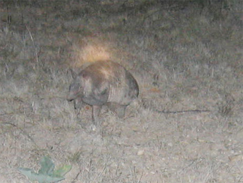 Nine-banded Armadillo