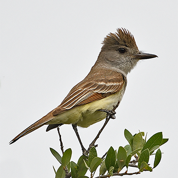 Ash-throated Flycatcher