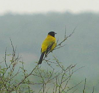 Audubon's Oriole