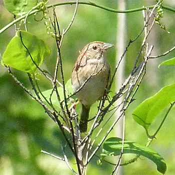 Bachman's Sparrow