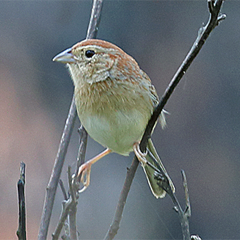 Bachman's Sparrow