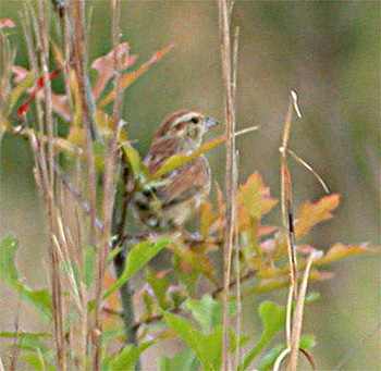 Bachman's Sparrow
