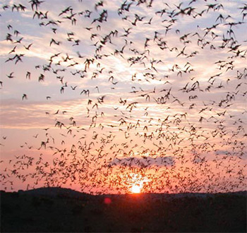 Frio Bat Cave