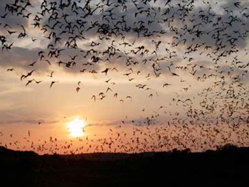 Frio Bat Cave, Concan