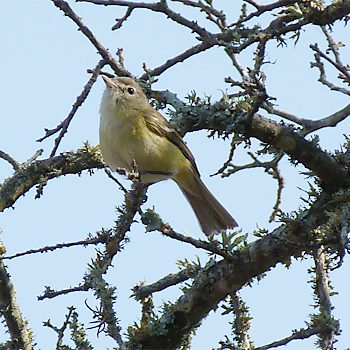 Bell's Vireo