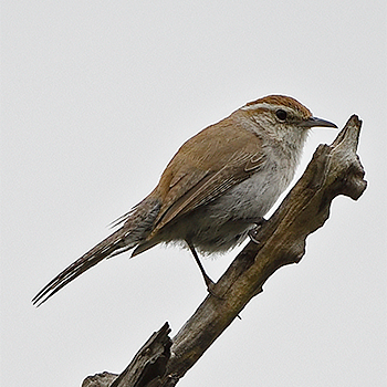 Bewick's Wren