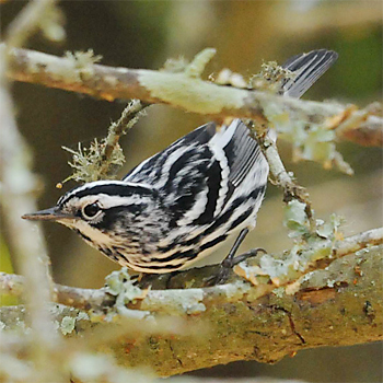 Black-and-white Warbler