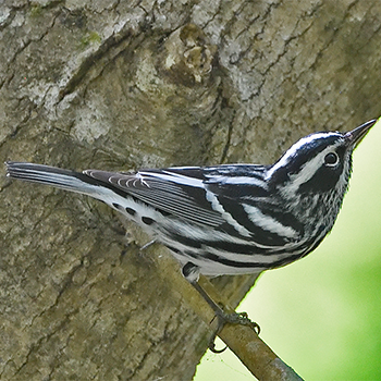 Black-and-white Warbler