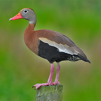 Black-bellied Whistling-duck