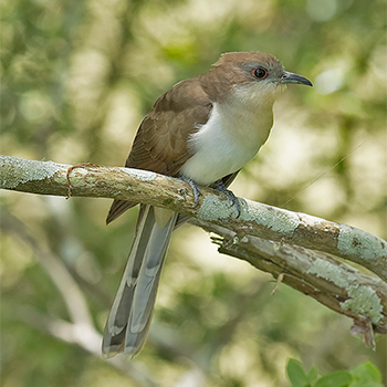 Black-billed Cuckoo
