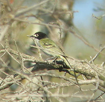 Black-capped Vireo