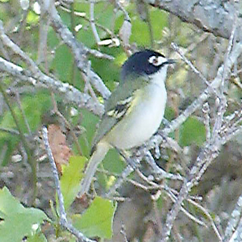 Black-capped Vireo
