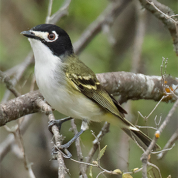 Black-capped Vireo