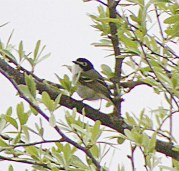Black-capped Vireo