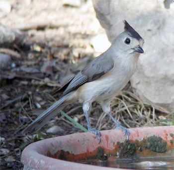 Black-crested Titmouse