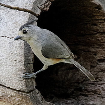 Black-crested Titmouse
