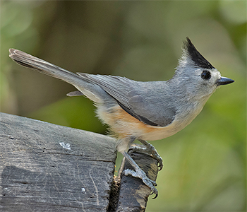 Black-crested Titmouse