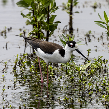 Black-necked Stilt