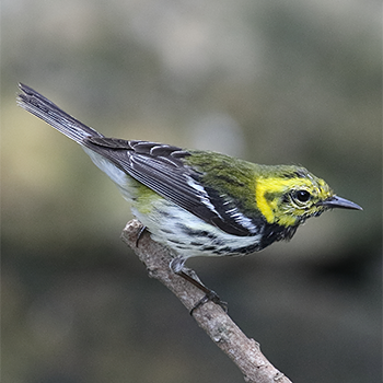 Black-throated Green Warbler