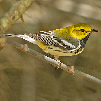Black-throated Green Warbler